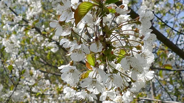 Flowers blossom spring