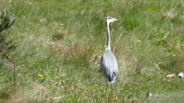 Bird heron water