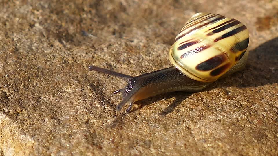 Animals snails nature