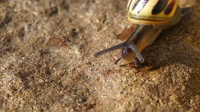 Snail mollusc nature