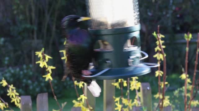 Starling feeding feeder