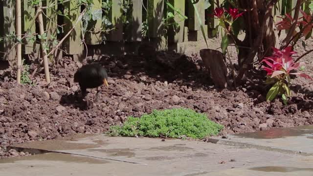 Black bird songbird male