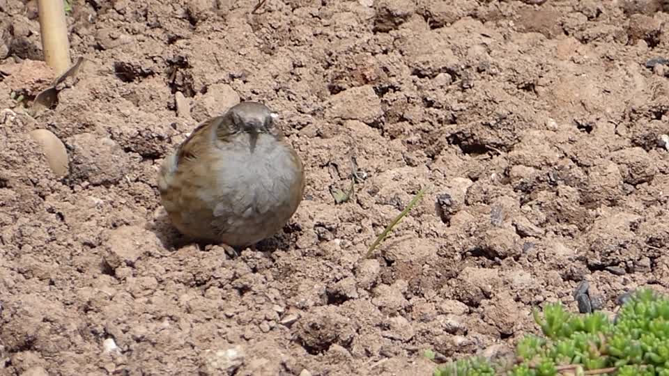 Dunnock hedge sparrow songbird