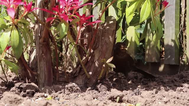 Black bird songbird female
