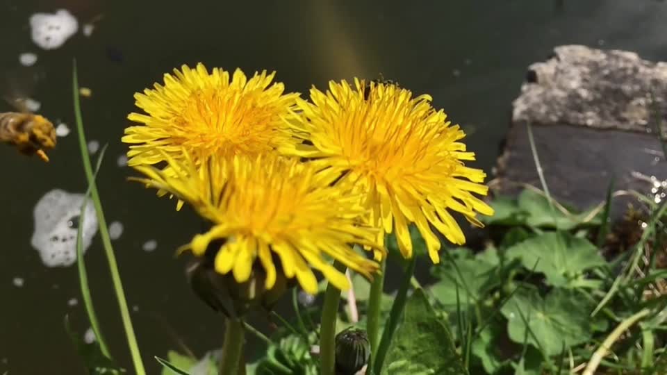 Bee honey bee insects