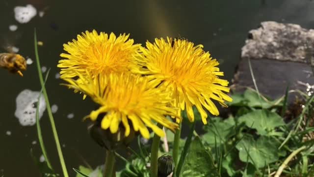 Bee honey bee insects