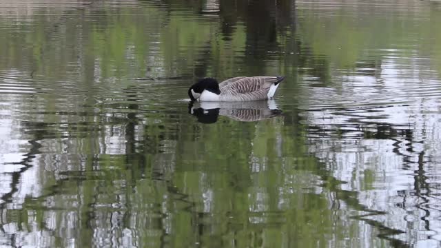 Canada goose goose water bird