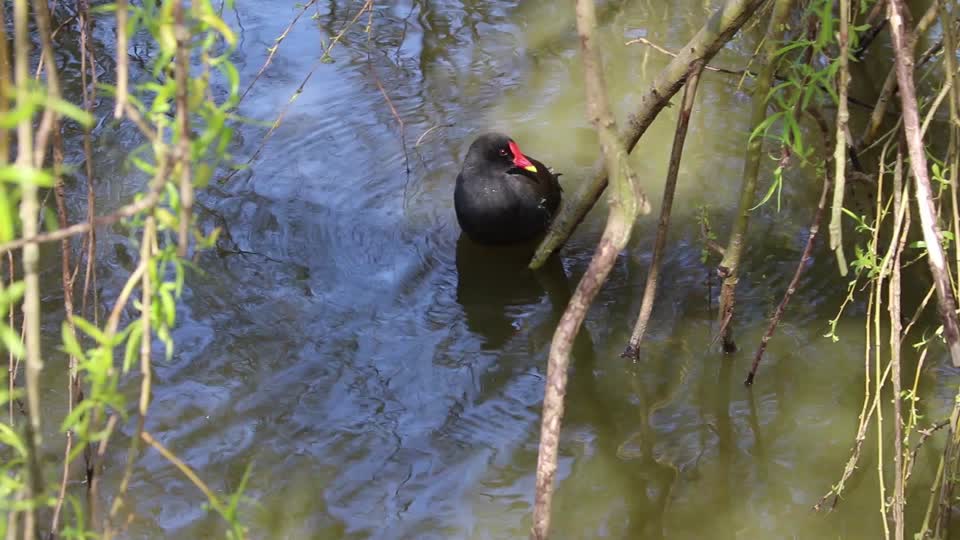 Moorhen duck attack