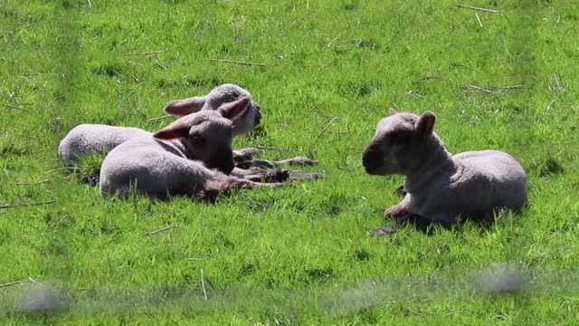 Lamb sheep farm