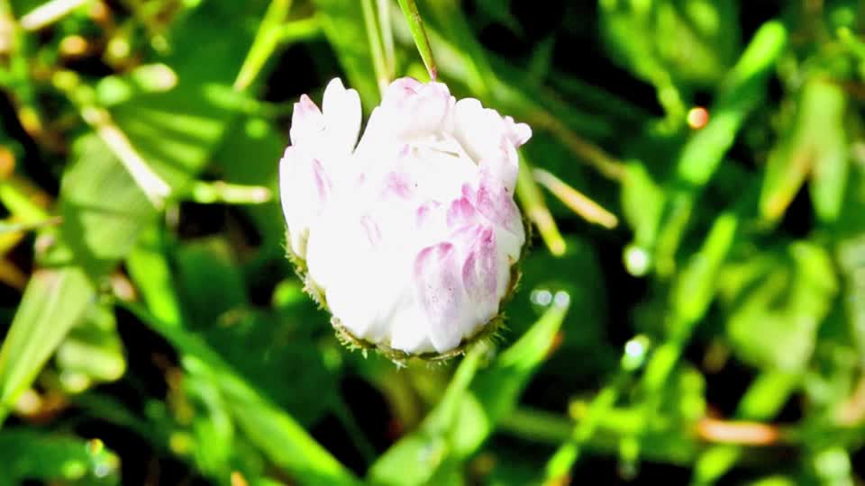 Daisy flower floral