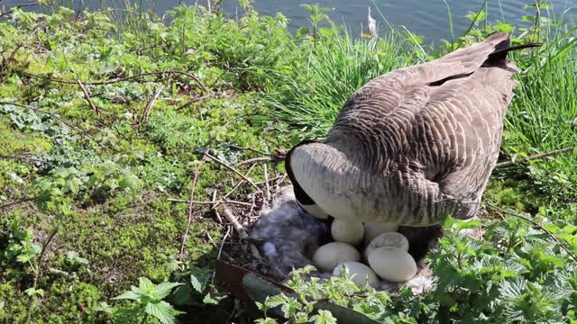 Goose eggs canada goose