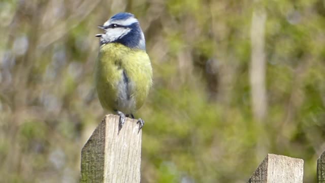 Blue tit song bird bird