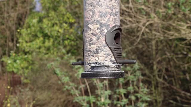 Great tit birds song birds
