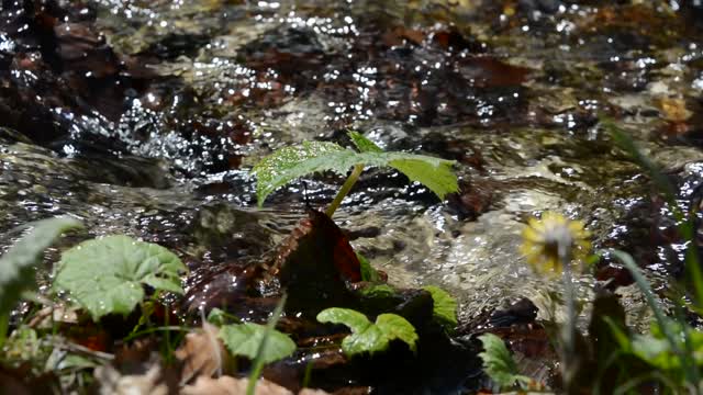 Stream water mountain