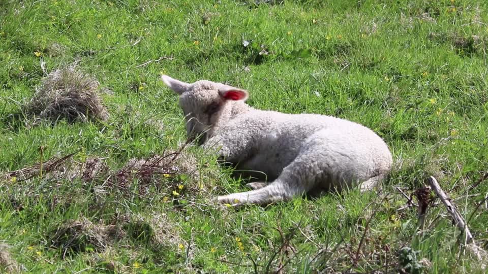 Lamb lying down cute