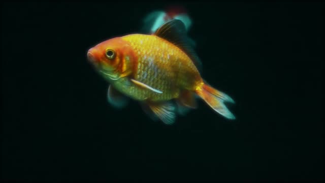 Fish water sea