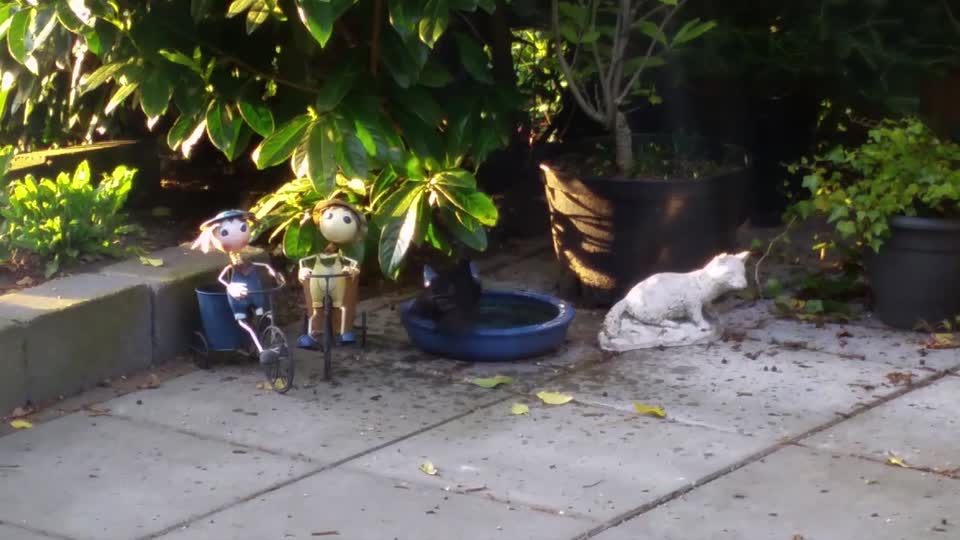 Blackbird bird bath birdbath
