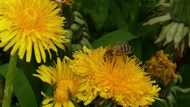 Flowers bee insect