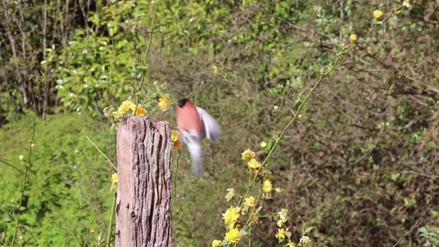 Bullfinch finch bird