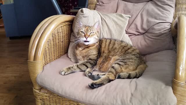 Cat cats lazy