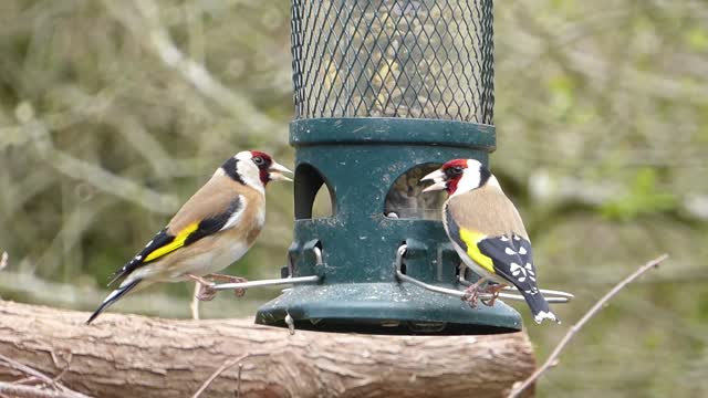 Goldfinches finch garden birds