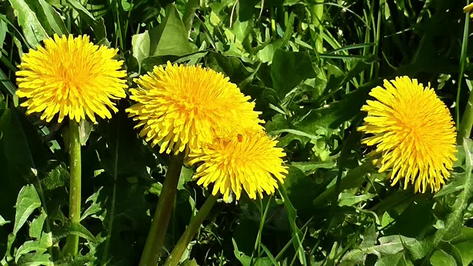 Dandelion sonchus oleraceus flower