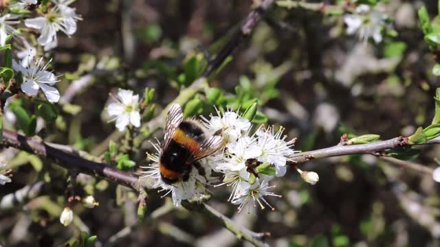 Bumble bee bee flowers