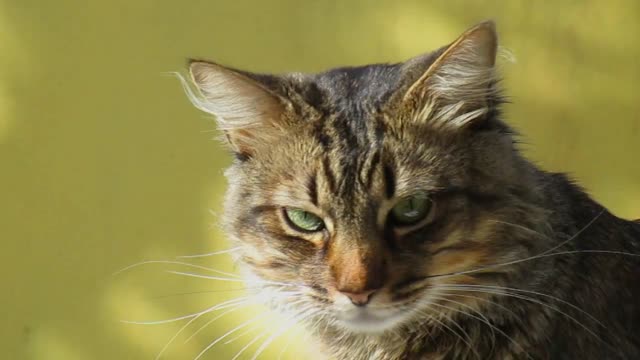 Cat feline mascot