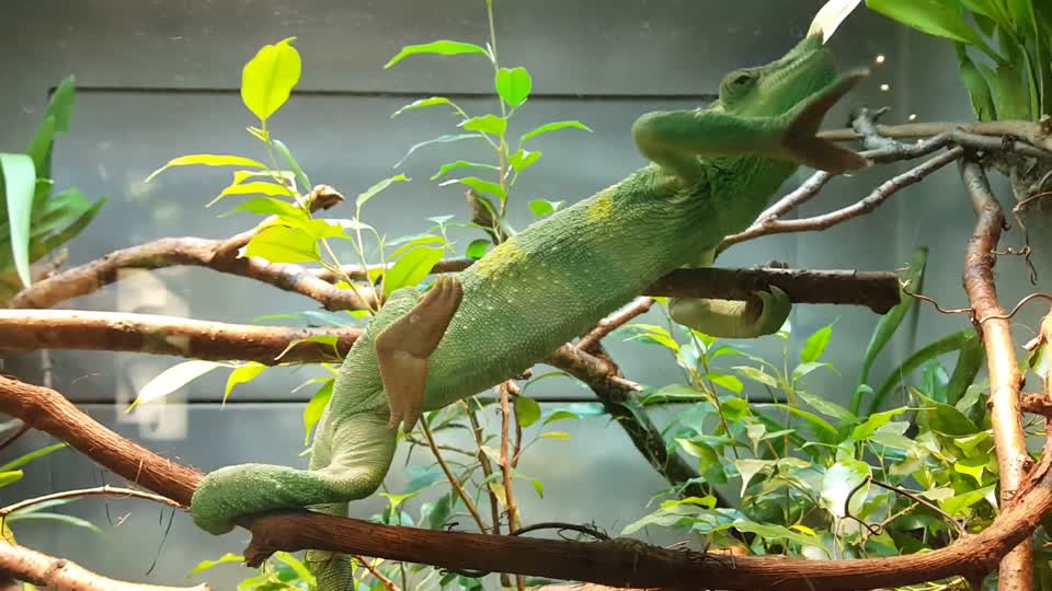Chameleon green dancing