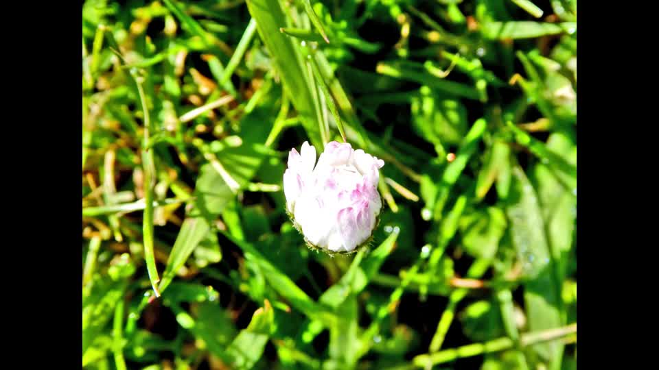 Daisy flower floral
