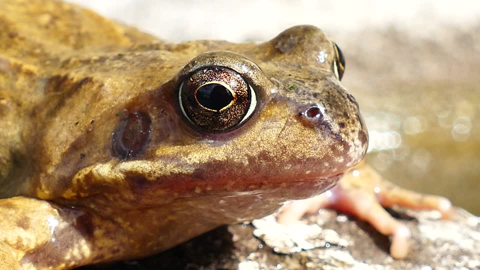 Frogs animals amphibian