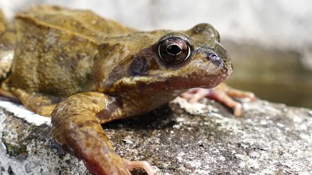 Frog amphibian animal