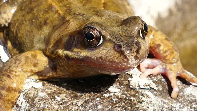 Frog amphibian animal