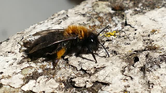 Honey bee insect bee