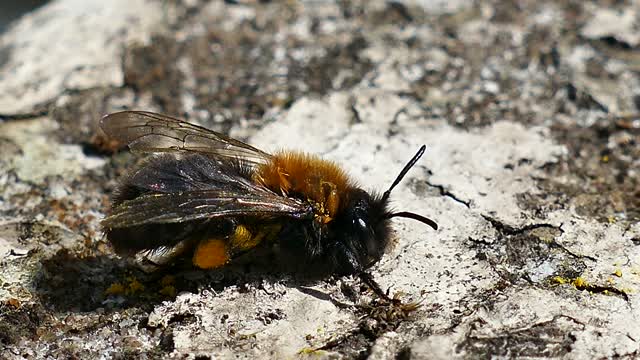 Bee insect honey