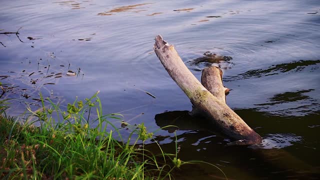 River bank water county