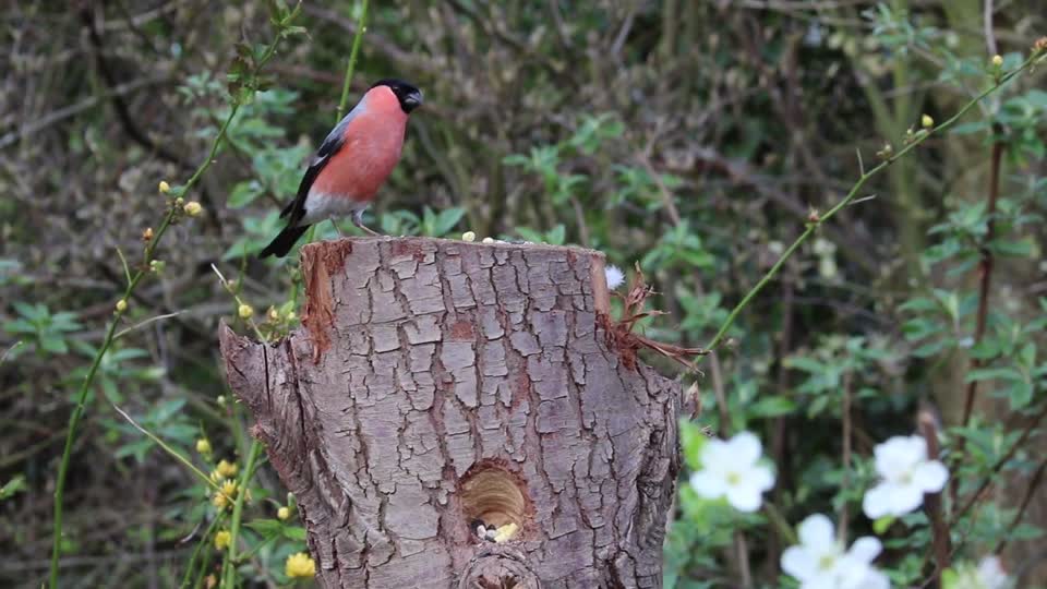 Bullfinch male bird