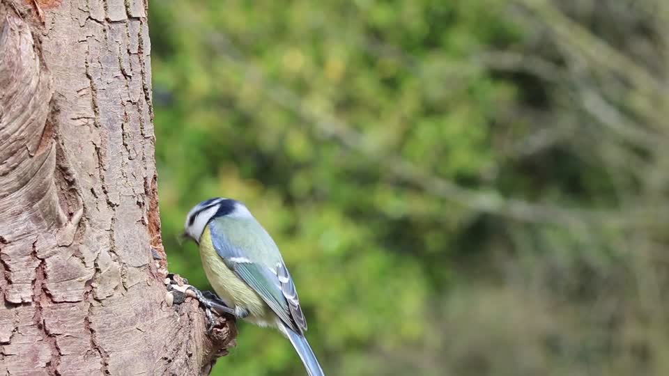 Blue tit garden bird tree