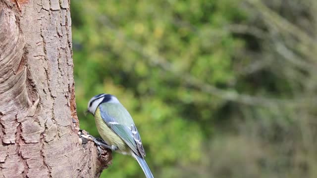 Blue tit garden bird tree