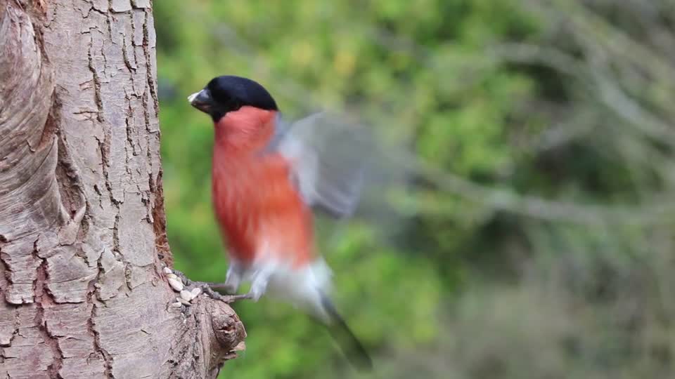Bullfinch male bird