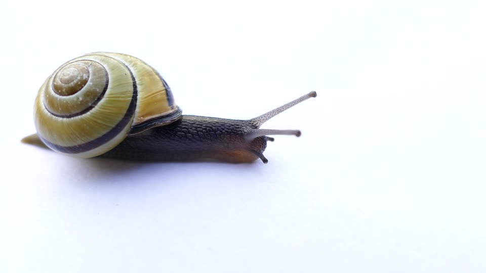 Snail mollusk shell