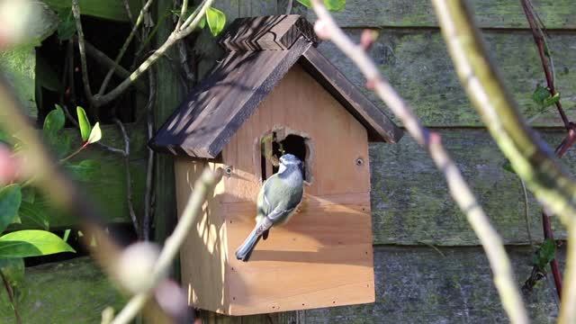 Blue tit bird box bird house