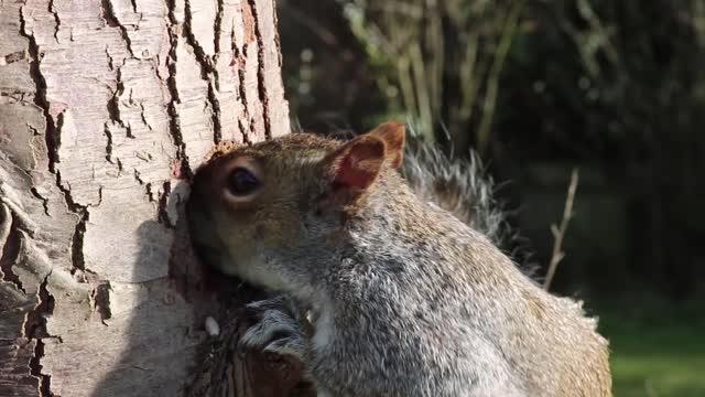 Squirrel grey squirrel feeding
