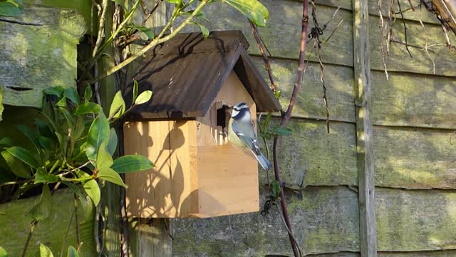 Blue tit bird box bird house