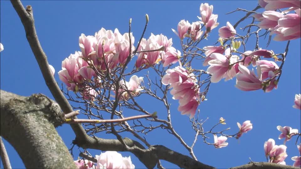 Magnolia blossom flower