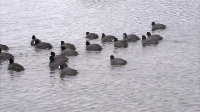 Coot birds flock