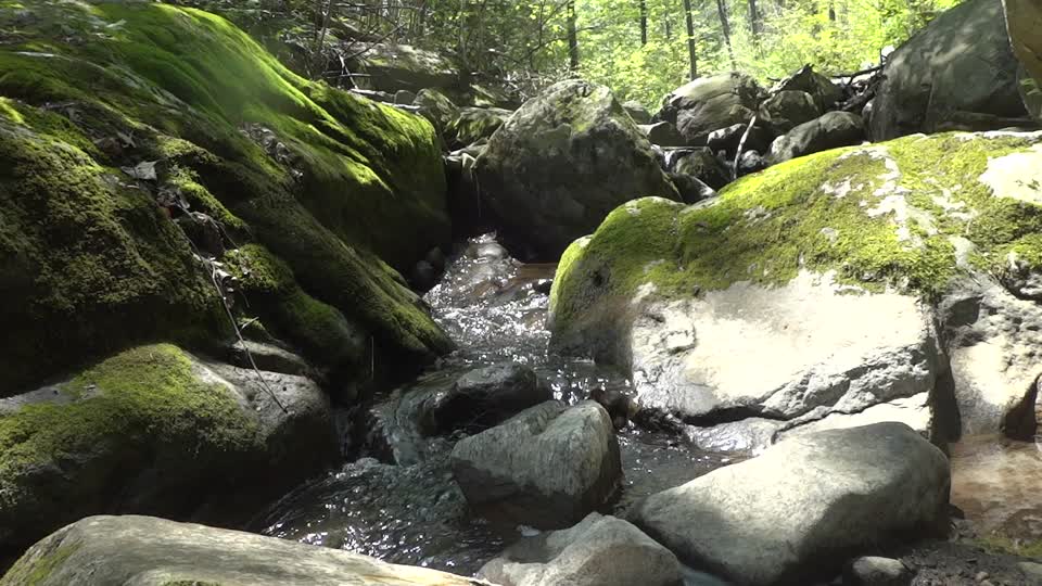 Stream forest scenic