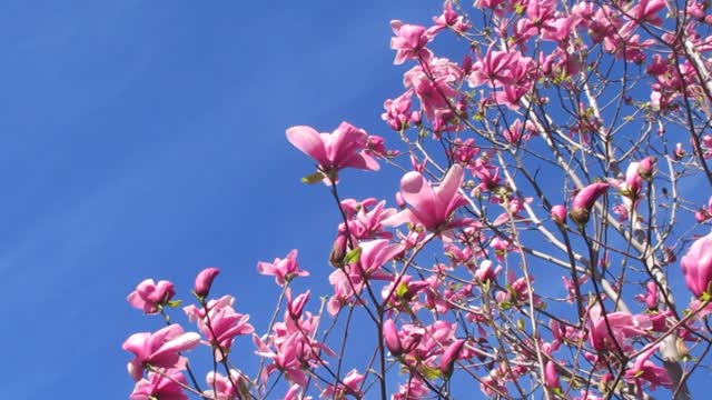Magnolia flower tree flower