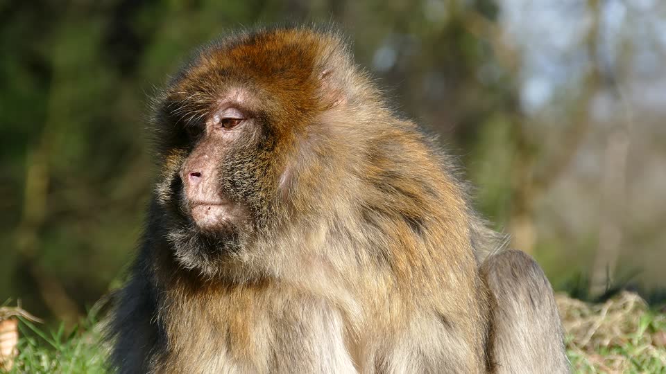 Barbary macaque ape barbary