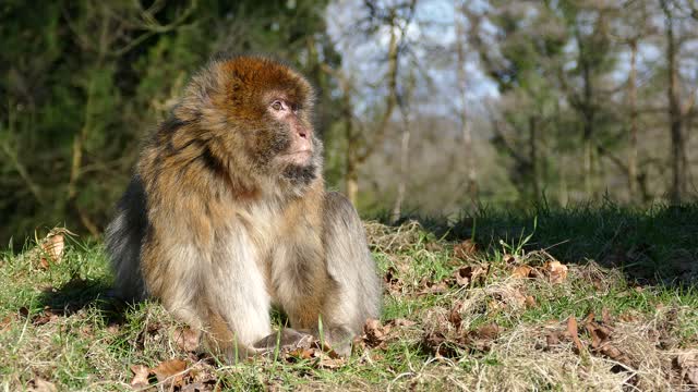 Barbary macaque monkey barbary